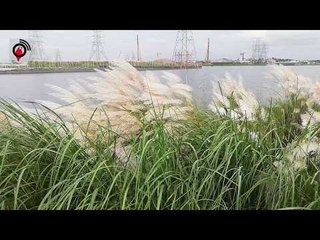 রাজধানীতে চোখজুড়ানো কাশফুলের হাতছানি | Jagonews24.com