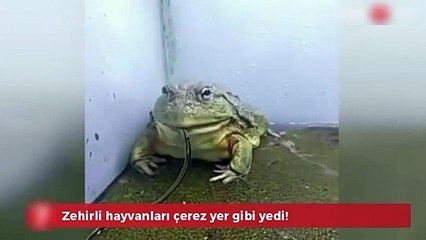 Zehirli hayvanları çerez yer gibi yedi