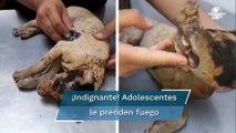 Queman vivo a “Huitzilli”, un cachorro de tres meses en León, Guanajuato