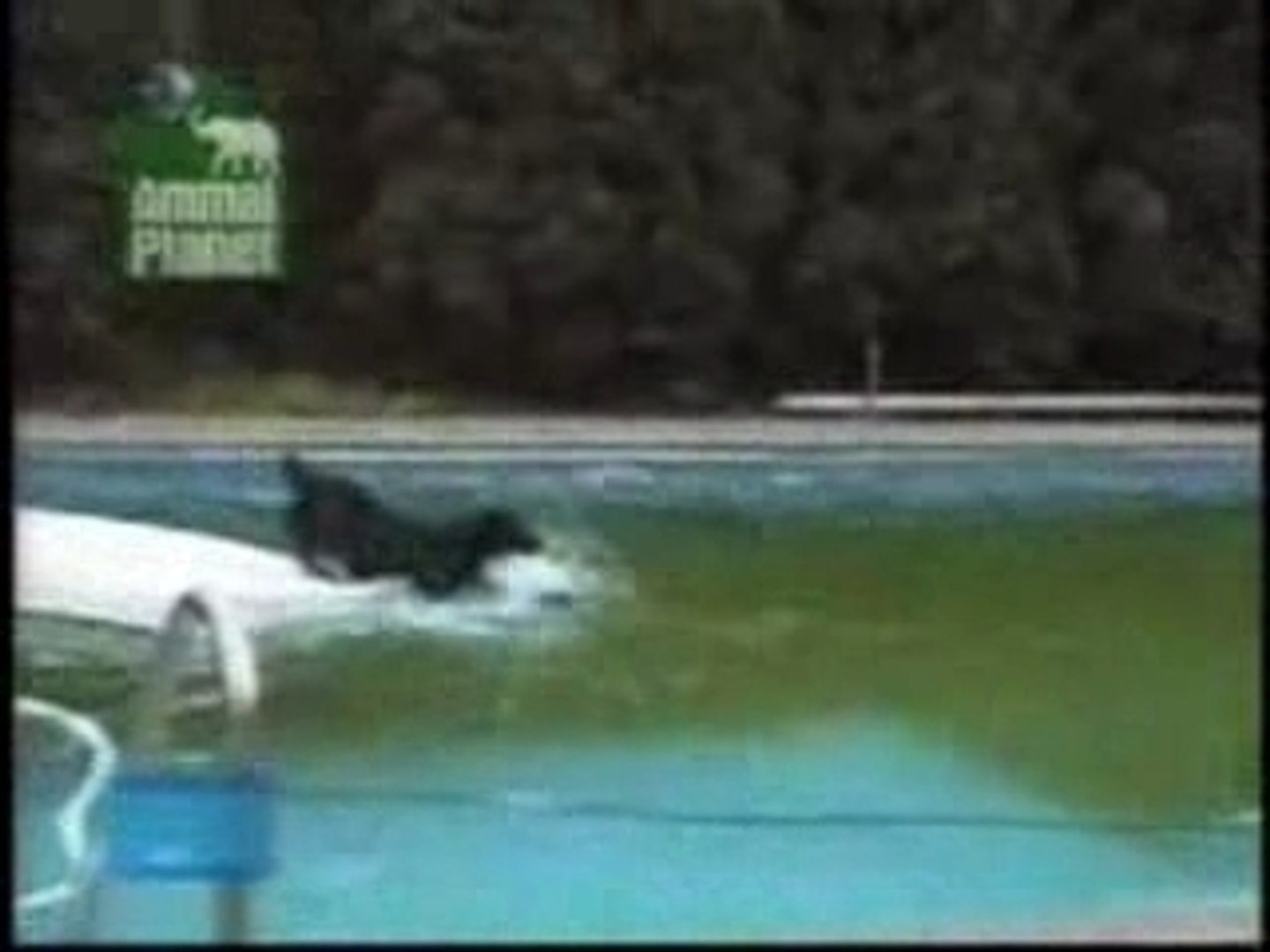 chien intelligent piscine
