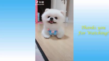 Cute Pets And Funny Animals Compilation #43 - Pets Garden