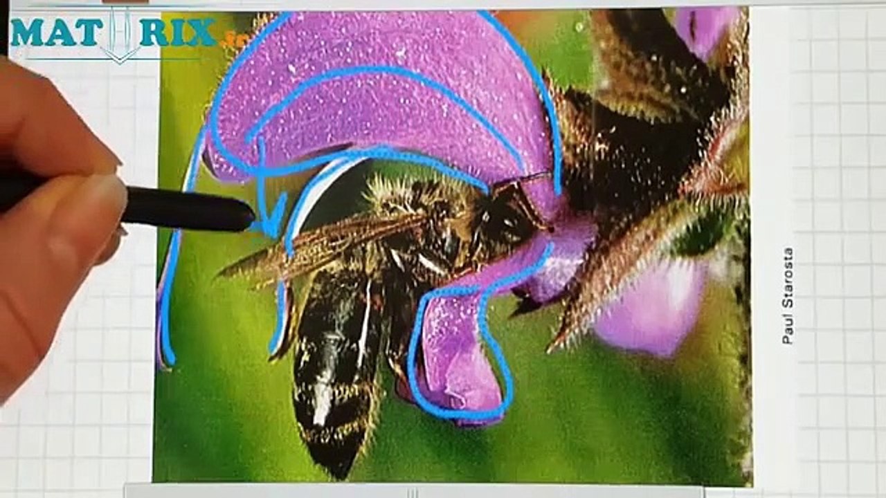 Reproduction Sexuée Plantes À Fleurs Mv# 26-Svt Collège-Mathrix