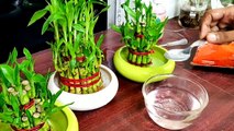 How To Fertilize Your Lucky Bamboo Plants ?