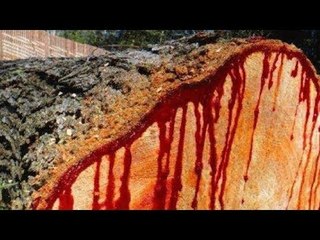 গাছে আঘাত করলে গাঢ় লাল ‘রক্ত’ বের হয় | Jagonews24.com