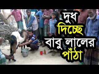 দুধ দিচ্ছে বাবু লালের পাঁঠা | Jagonews24.com
