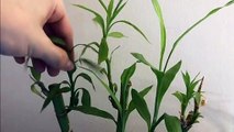 How To  Trim To Clone Lucky Bamboo For Hang On Back Fish Aquarium Filters