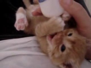 Chaton avec biberon