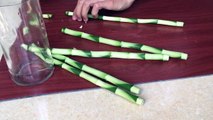 Lucky Bamboo Care: Growing Lucky Bamboo Indoors ★ Lucky Bamboo Plant ✔