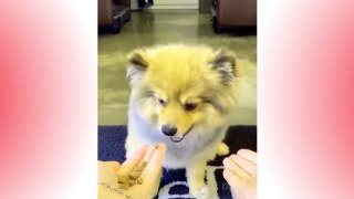 Let’s RelaxCute Cats And Dogs Funny Videos _ Try To Not Laugh_Funny pets Compliations 01