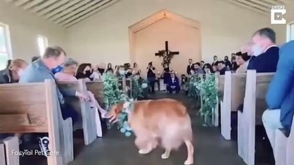 Un chien censé emmener les bague aux mariés est distrait durant sa marche