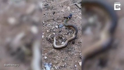 Une fourmi géante s'en prend à un serpent