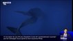 Une série documentaire sur les baleines, produite par James Cameron, arrive sur Disney+