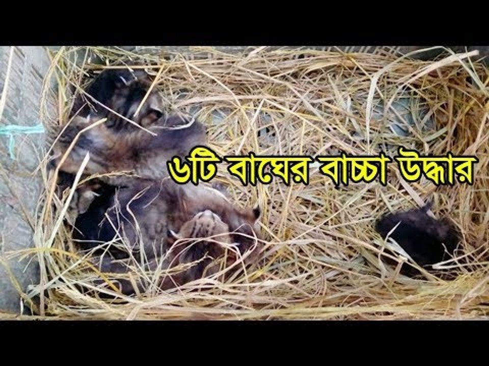 ৬টি বাঘের বাচ্চা উদ্ধার  | Jagonews24.com