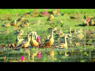 জাবিতে মুগ্ধতা ছড়াচ্ছে অতিথি পাখিরা   | Jagonews24.com