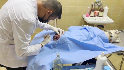 Pitbullu bıçaklayıp, sahibini dövdüler