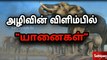 அழிவின் விளிம்பில் யானைகள்..! | Elephants on the brink of extinction | Sathiyam tv