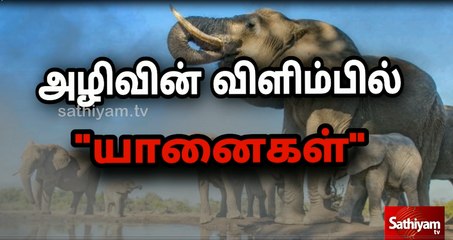 அழிவின் விளிம்பில் யானைகள்..! | Elephants on the brink of extinction | Sathiyam tv