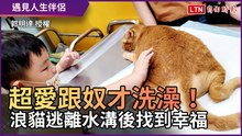 遇見小奴才變得超愛洗澡！ 浪貓「逃離水溝後」找到幸福人生