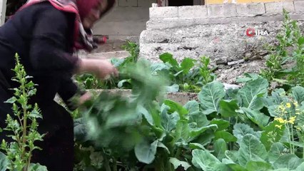 Doğu Karadeniz insanının vazgeçilmezi 'kara lahana' iftarların da gözdesi