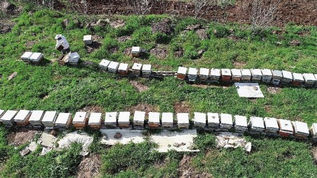 BİYOLOJİ UZMANI KÜRESEL ISINMAYLA ARILAR YİYECEK BULAMAZSA TABİATTAKİ DÜZEN ÇÖKER