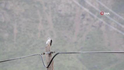 Akçaylak kuşu Van'da ilk kez görüntülendi