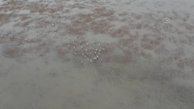 Kuş cenneti Kuyucuk Gölü ilkbaharda göçmen misafirleriyle şenlendi