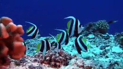 Very cute fish and super song/ relaxing music
