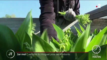 1er mai : les étudiants en difficultés misent sur la cueillette du muguet