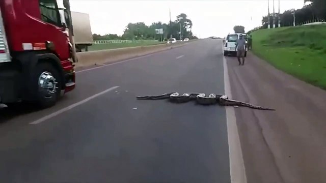 Giant Anaconda Crosses Road in Brazil | Video Goes Viral