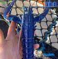 Il pêche un homard bleu, il en existe 1 sur 2.000.000 !