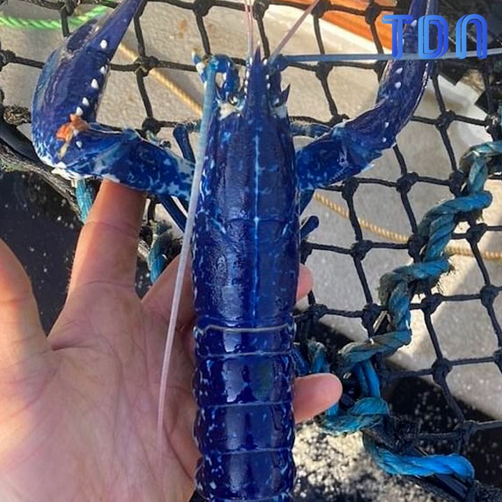 Il pêche un homard bleu, il en existe 1 sur 2.000.000 !
