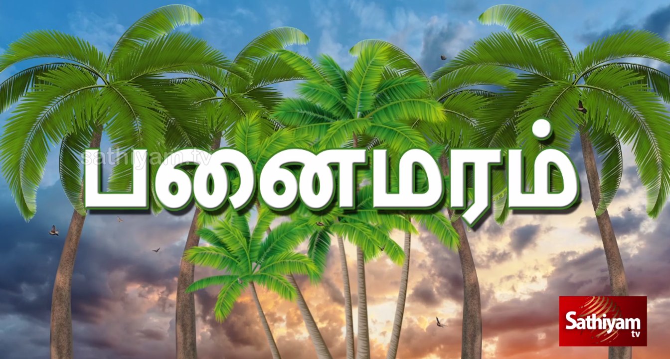 பயனுள்ள பனைமரம் |Save Panaimaram |Palmtrees |பனைமரம் - video Dailymotion