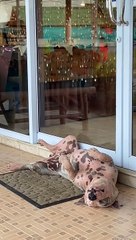 Video of a dogs life, American Bulldog, bulldog
