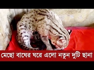 মেছো বাঘের ঘরে এলো নতুন দুটি ছানা  | Jagonews24.com
