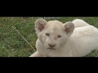 الأسد يعود باللون الأبيض!