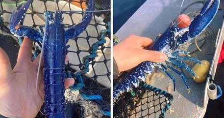 Royaume-Uni : un pêcheur a remonté un homard bleu dans ses filets, un spécimen très rare
