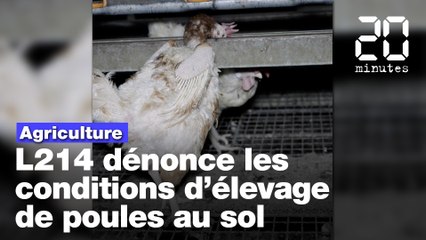 L214 dénonce les conditions d’élevage de poules au sol dans une nouvelle vidéo