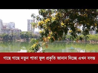 গাছে গাছে নতুন পাতা ফুল প্রকৃতি জানান দিচ্ছে এখন বসন্ত  | Jagonews24.com