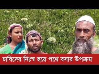 খেতেই পচা শুরু করেছে তরমুজ | Jagonews24.com