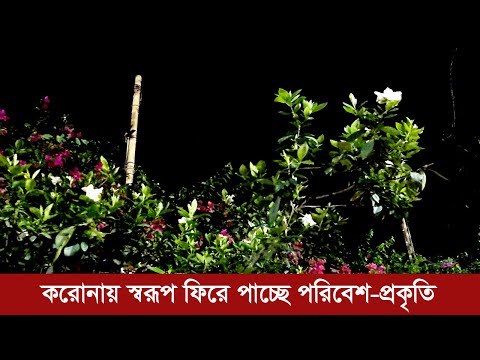 করোনায় স্বরূপ ফিরে পাচ্ছে পরিবেশ-প্রকৃতি | Jagonews24.com