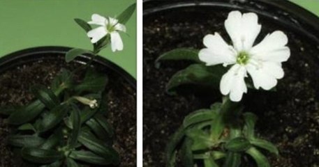 Sibérie : des scientifiques font revivre une plante vieille de 32 000 ans, qui était gelée dans le pergélisol