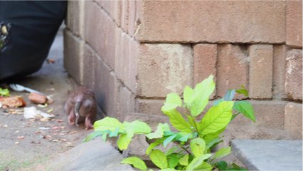 An Army of Hungry Rats Are Taking Over Neighbourhoods Across the UK
