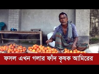 ফসল এখন গলার ফাঁদ কৃষক আমিরের | Jagonews24.com