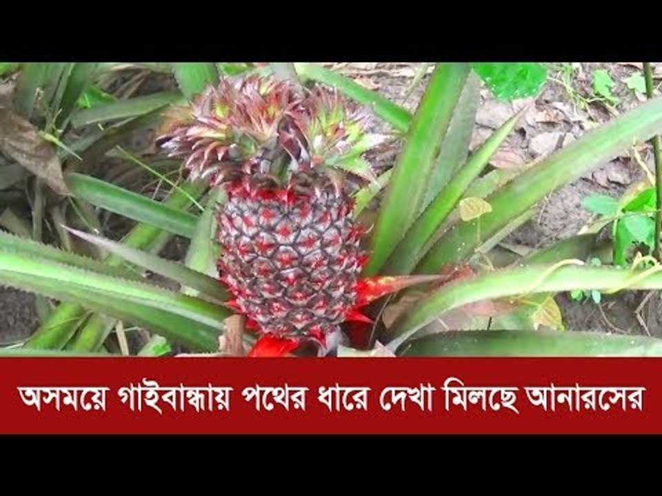 অসময়ে গাইবান্ধায় পথের ধারে দেখা মিলছে আনারসের | Jagonews24.com