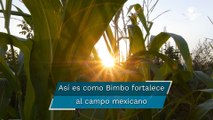 Bimbo fortalece al campo mexicano y promueve el desarrollo de pequeños agricultores