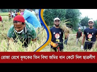 রোজা রেখে কৃষকের তিন বিঘা জমির ধান কেটে দিল ছাত্রলীগ  | Jagonews24.com