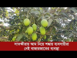 সাতক্ষীরায় আম নিয়ে শঙ্কায় ব্যবসায়ীরা, নেই বাজারজাতের ব্যবস্থা | Jagonews24.com