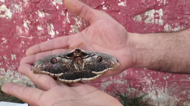 Kanat açıklığı 16 santimetre olan tavus kelebeği bulundu