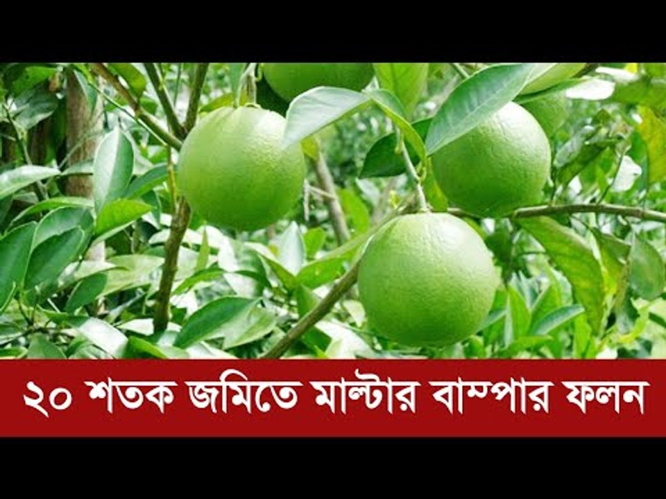 ২০ শতক জমিতে মাল্টার বাম্পার ফলন | Jagonews24.com