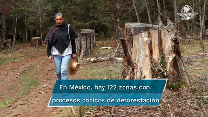 La muerte de un bosque; tala ilegal en aumento